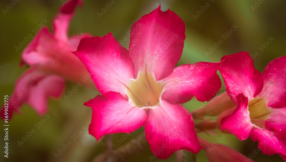 Close up pink Adenium flowers with blur background Close up pink Adenium flowers with blur background