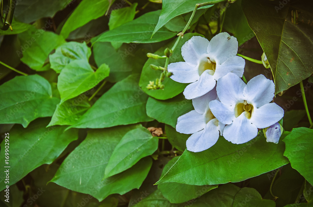Three green flowers on plenty green leaves Three green flowers on plenty green leaves