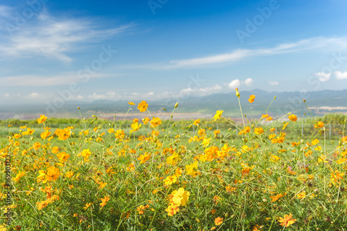 Yellow Sulfur cosmos flowers with blue sky background,soft focus.