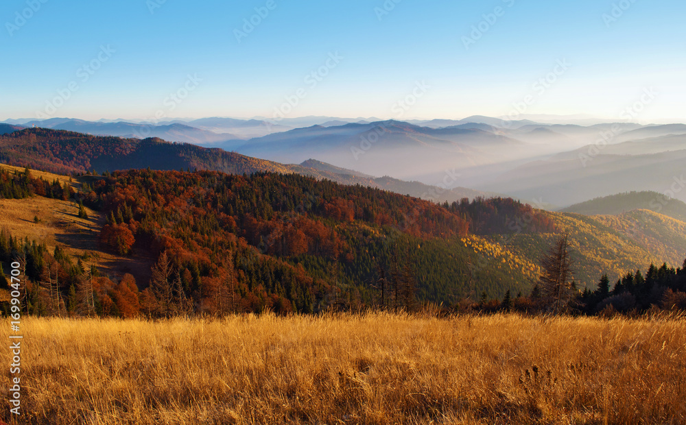 View of hills of a smoky mountain range covered in red, orange and yellow deciduous forest and green pine trees under blue cloudless sky on warm fall evening in October. Carpathians, Ukraine