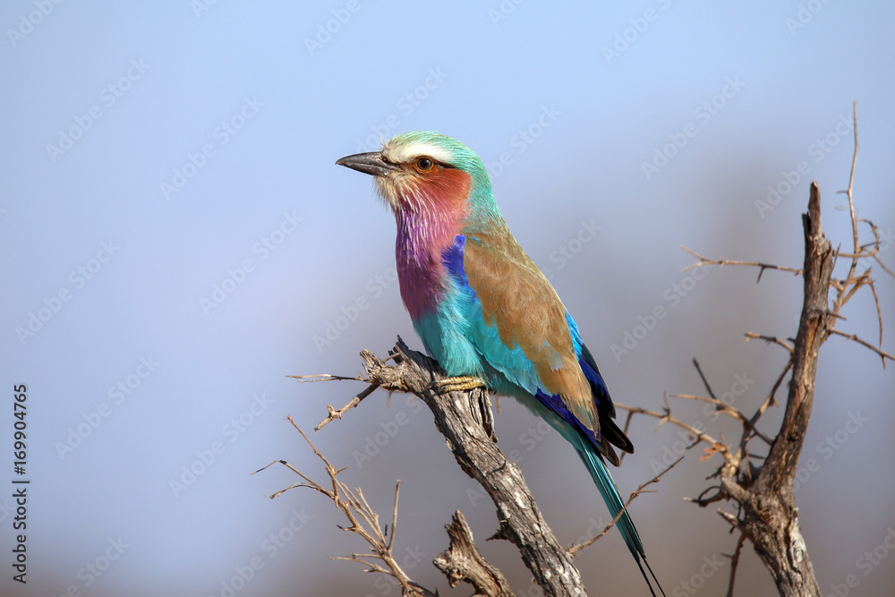 Lilac Breased Roller Lilac Breased Roller