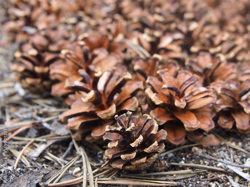 fallen pine cones in the forest fallen pine cones in the forest