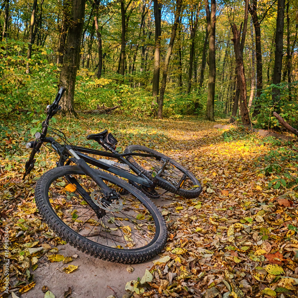 The path in the autumn forest and the bike hardtail