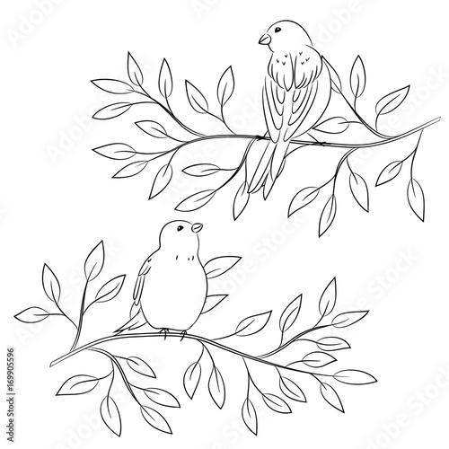 contour vector of birds