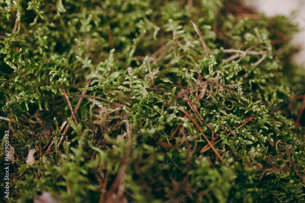 Natural rippled brown wood texture with green moss Natural rippled brown wood texture with green moss