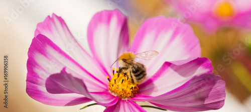 Bee working on white cosmos flower.