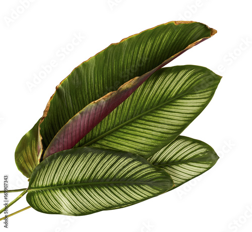 Calathea ornata (Pin-stripe Calathea) leaves, tropical foliage isolated on white background, with clipping path