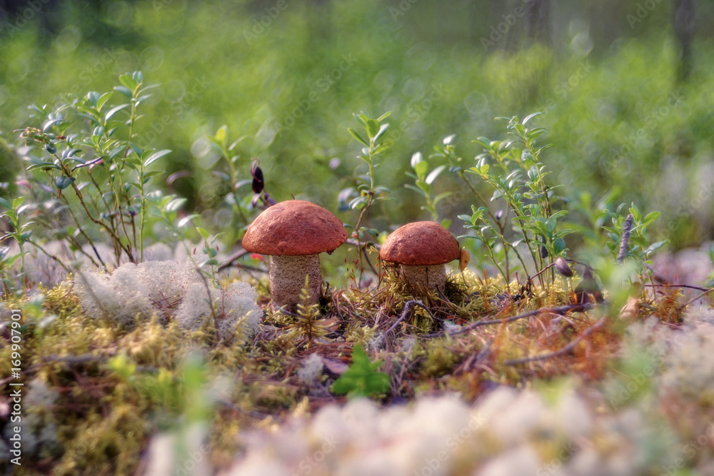 Leccinum aurantiacum Leccinum aurantiacum
