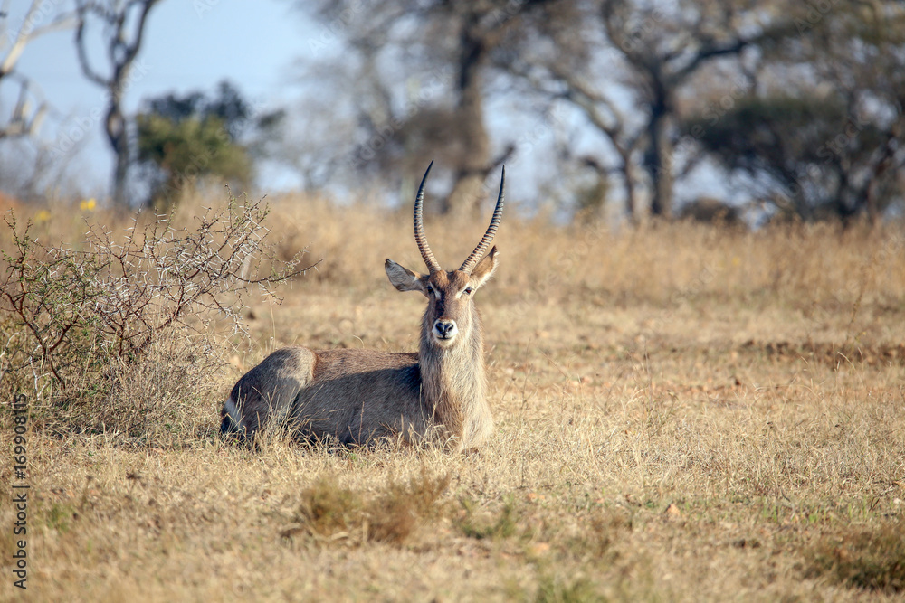 Fototapeta premium Waterbuck