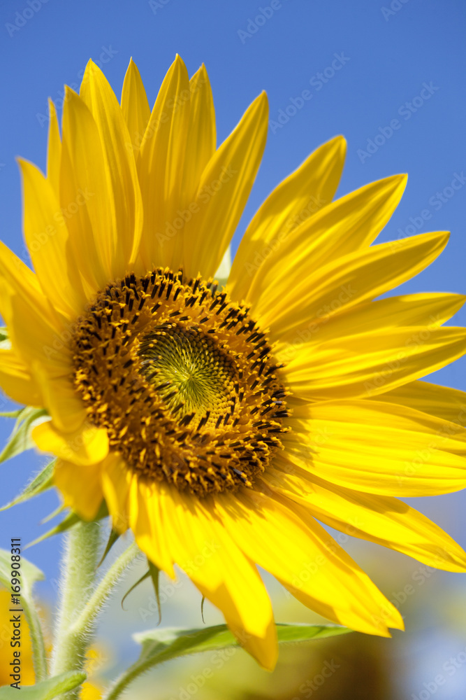 Naklejka premium Sonnenblume (Helianthus annuus)