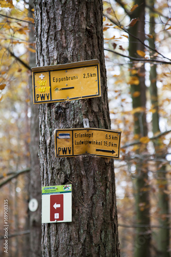 Im Pfälzerwald photo