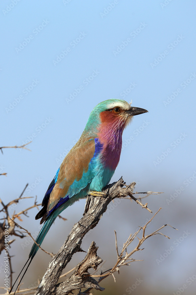 Lilac Breased Roller Lilac Breased Roller