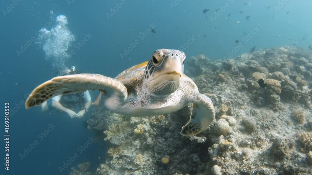 A birds eye view shot of the shell of a turtle and shot shows a scuba diver looking at the turtle. 