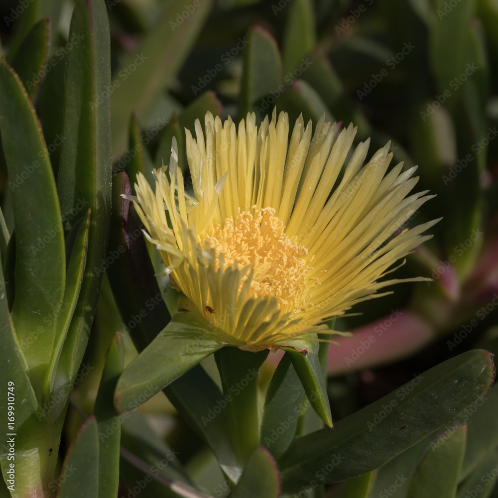 Verschiedene Blumen, Makro
