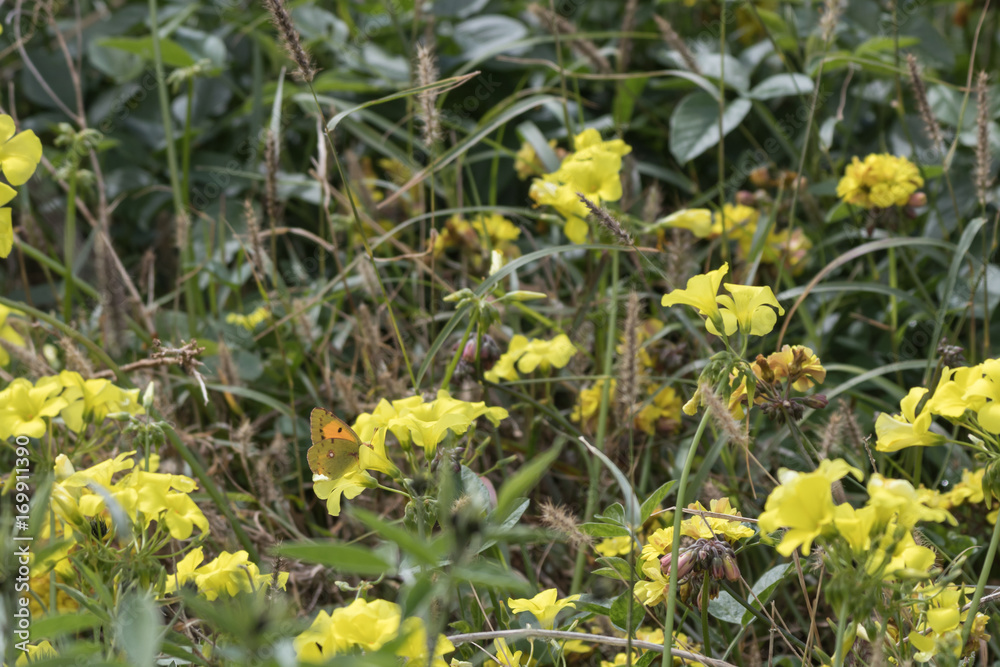 Obraz premium Ochsenauge sitzt auf gelber Blüte