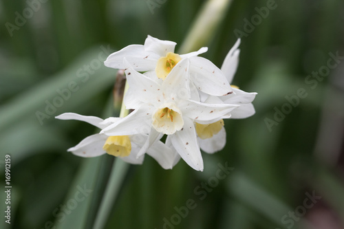 Fototapeta Naklejka Na Ścianę i Meble -  Narzissen im Frühling