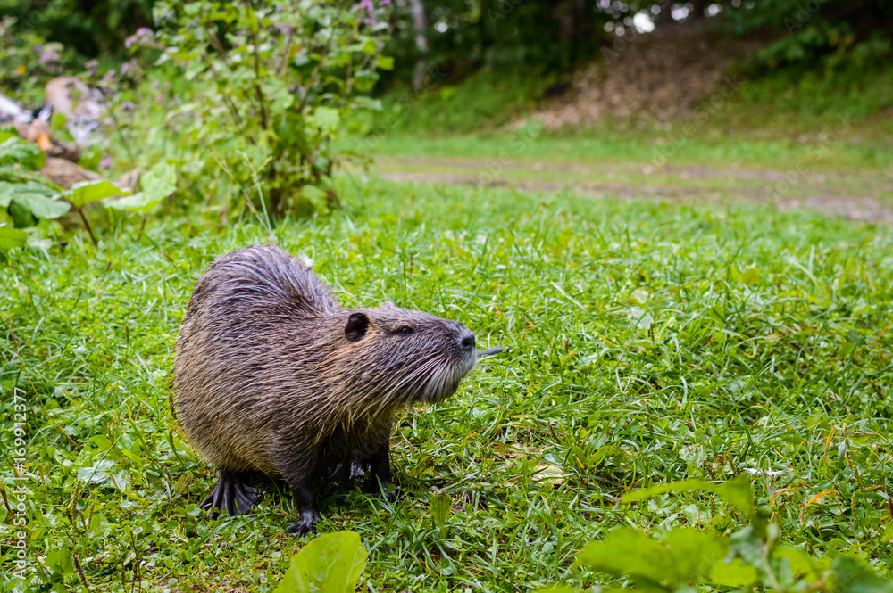 Close up photo of a nutria, also called coypu or river rat, against green background Close up photo of a nutria, also called coypu or river rat, against green background