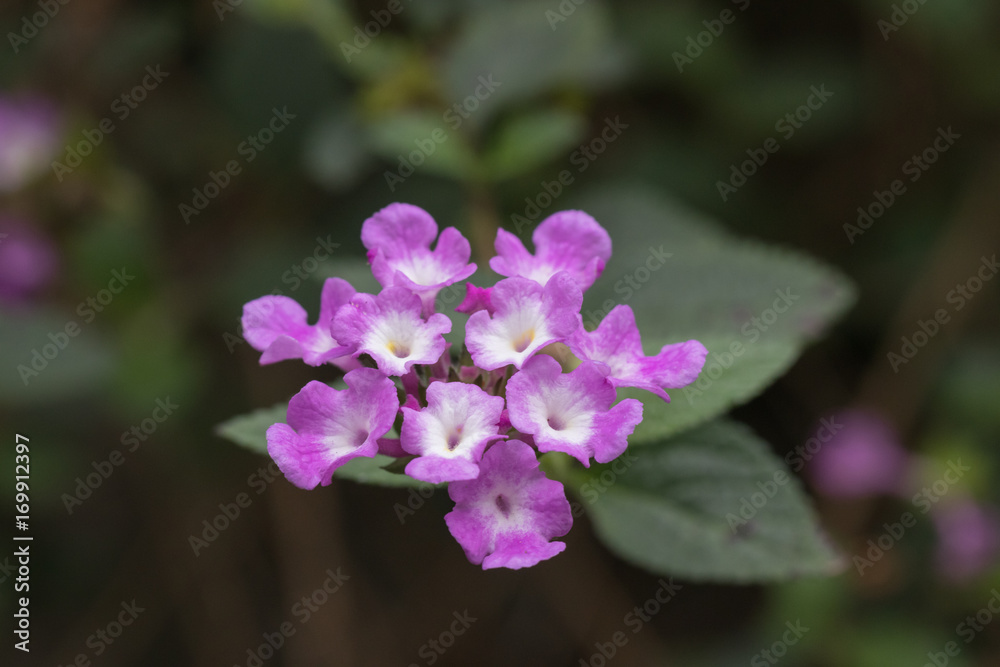 diverse Blüten, Samen, Sukkulenten aus dem botanischen Garten diverse Blüten, Samen, Sukkulenten aus dem botanischen Garten