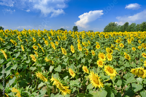 Country landscape near Castell'Arquato