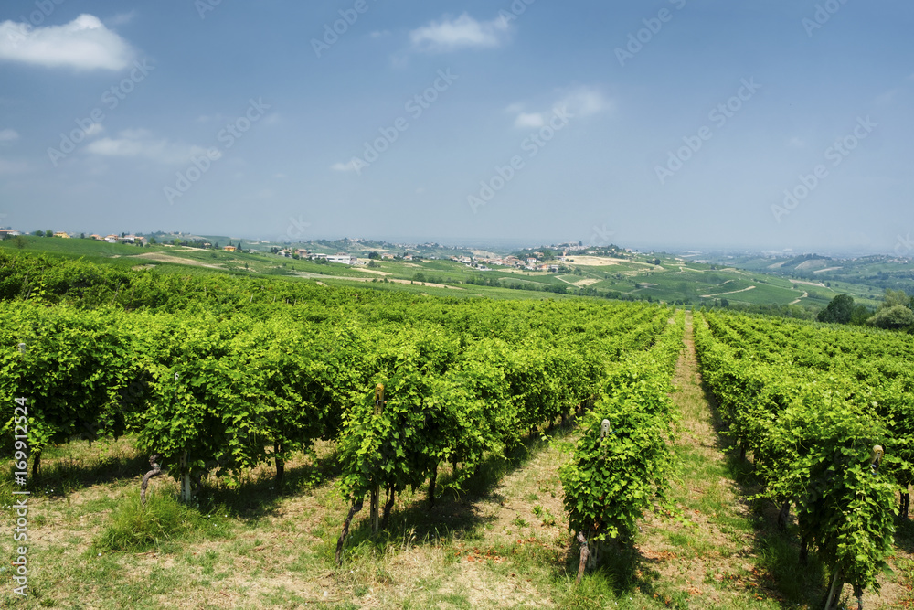 Oltrepo Pavese (Italy), rural landscape at summer