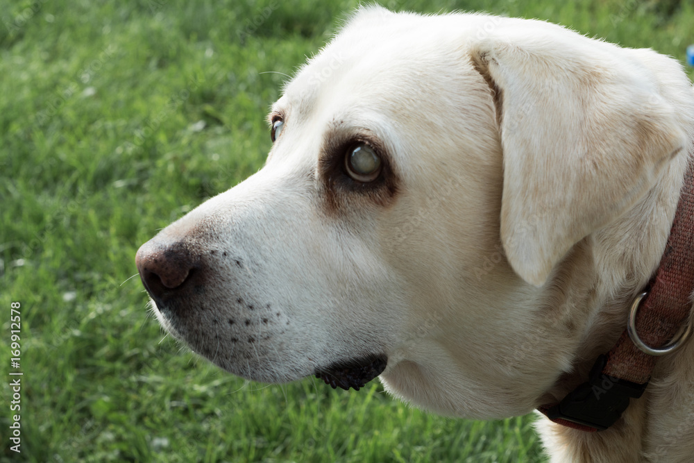 Labrador Retriever - alt und blind