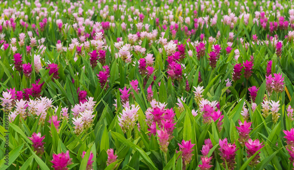 Curcuma is a genus of about 100 accepted species in the family Zingiberaceae that contains such species as turmeric and Siam Tulip.