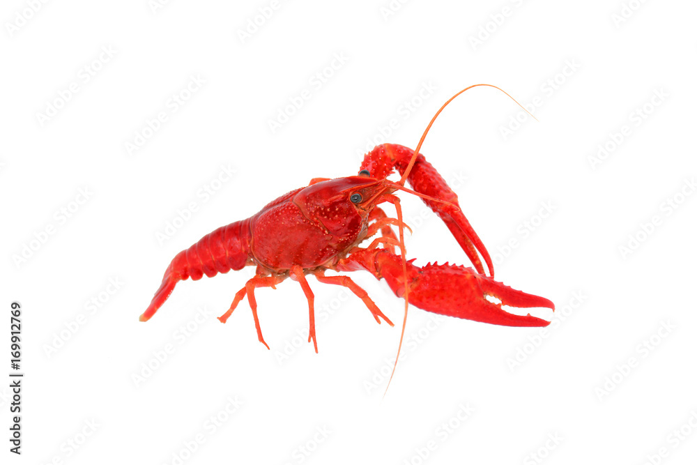 Crawfish, Crayfish Bright Orage Close-up. Crawfish, Crayfish Bright Orage Close-up.