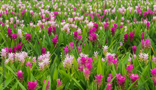 Curcuma is a genus of about 100 accepted species in the family Zingiberaceae that contains such species as turmeric and Siam Tulip.