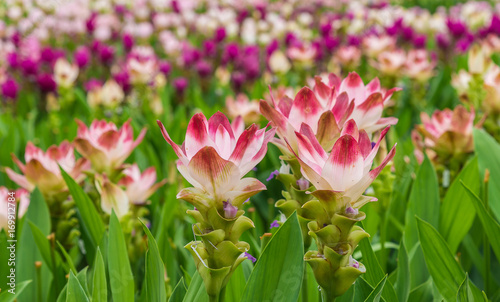Curcuma is a genus of about 100 accepted species in the family Zingiberaceae that contains such species as turmeric and Siam Tulip.