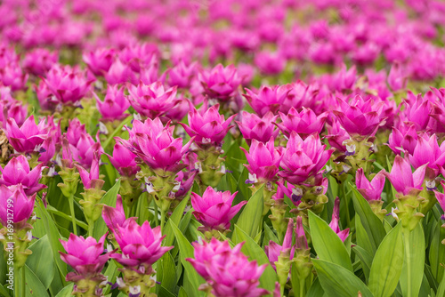 Curcuma is a genus of about 100 accepted species in the family Zingiberaceae that contains such species as turmeric and Siam Tulip. photo