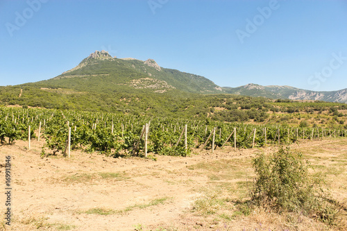 Vineyards at the foot of the mountain.