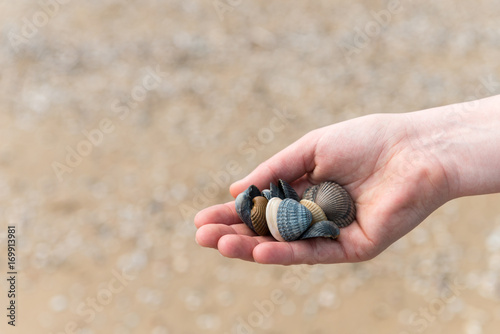 Muschelsammlung