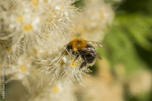 Bee on the linden