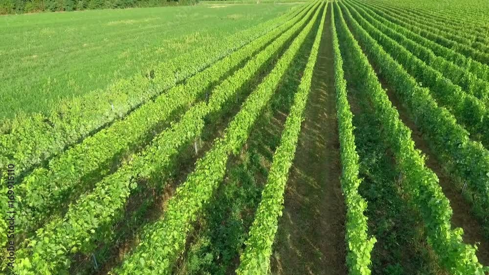A huge green vineyard is situated in the middle of nature. It's summer time and the sun is shining. A huge green vineyard is situated in the middle of nature. It's summer time and the sun is shining.