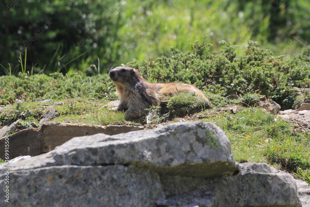 marmotte marmotte