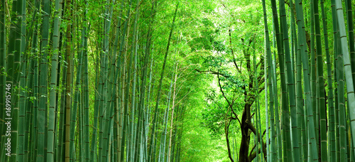 美しい緑の竹林/バナーイメージ