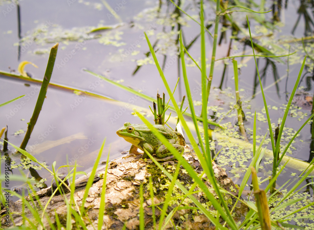 background with green frog and river aquatic plants background with green frog and river aquatic plants