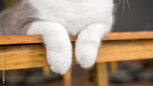 Close up of paws of a cute cat. photo