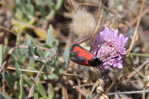 Moth on field scabious - Zygaena minos on Knautia arvensis