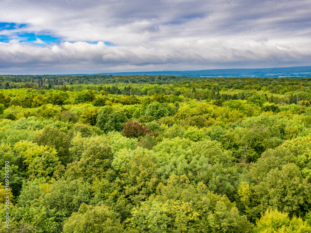 Obraz premium Primeval Beech Forests of Hainich National Park, Germany