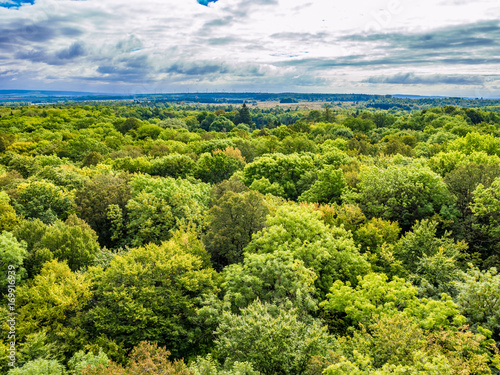 Carta da parati Primeval Beech Forests of Hainich National Park, Germany
