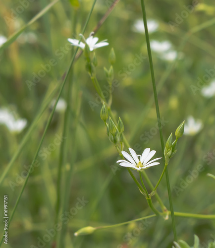 White flowers and grass © Lena Maximova