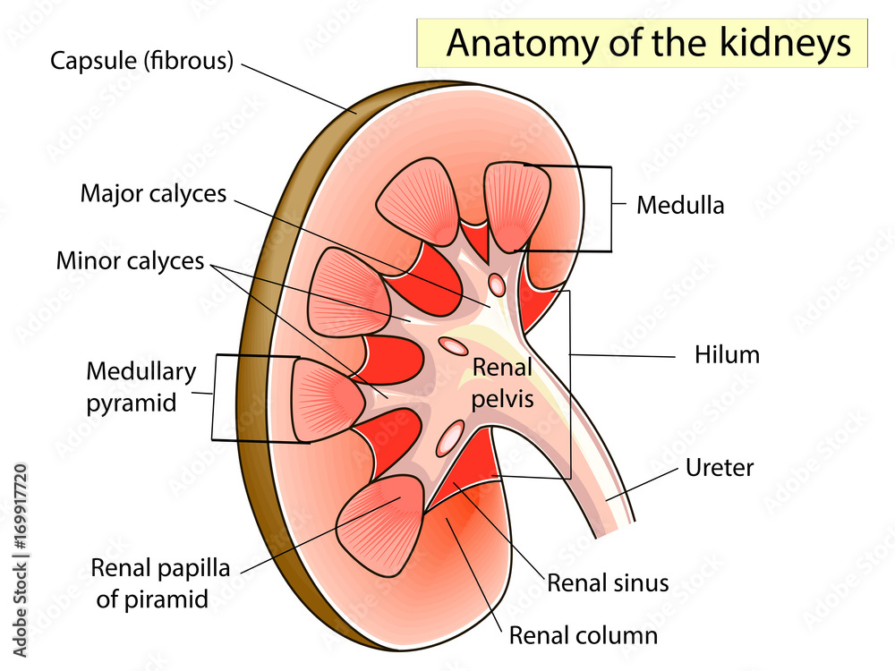 Obraz premium Anatomy. Kidney Cross Section Showing the major parts