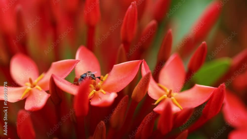 A macro shot of a fly on a red leaf A macro shot of a fly on a red leaf