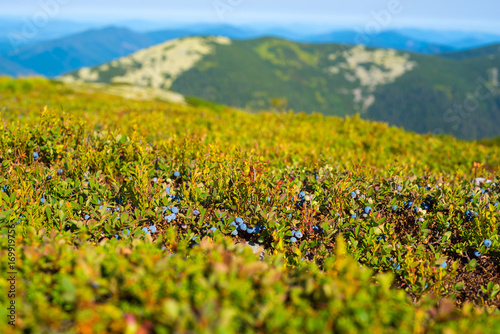 Fototapeta Naklejka Na Ścianę i Meble -  Blueberries growing on an alpine meadow