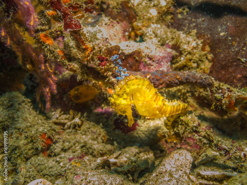 Tiger tail seahorse