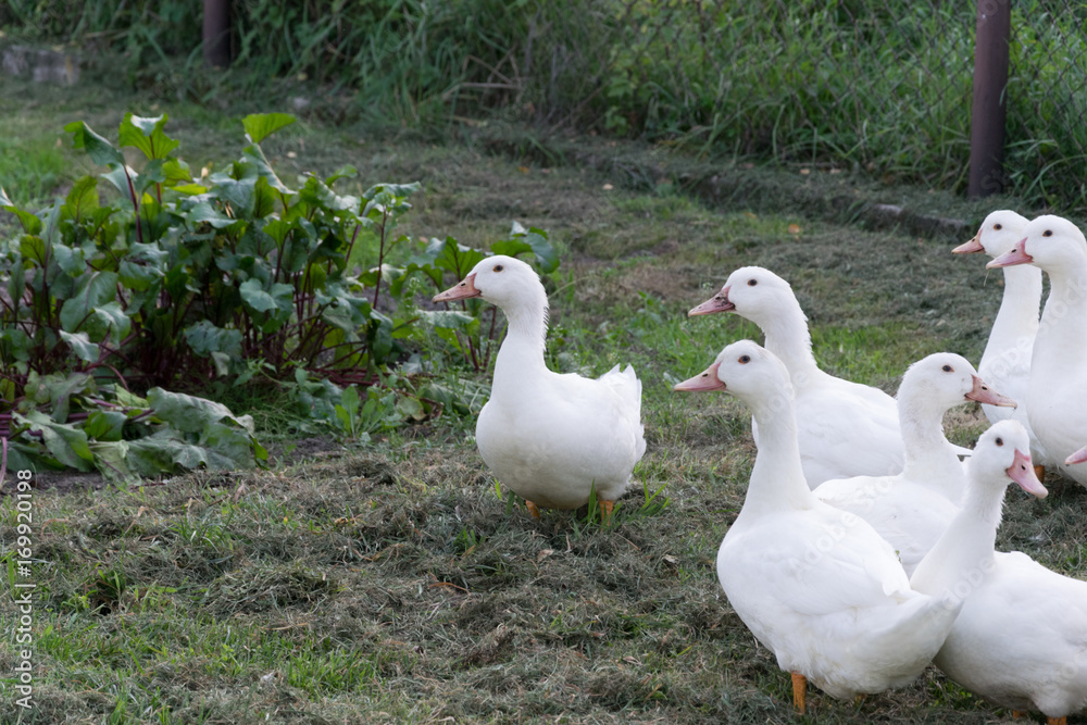 Obraz premium A group of white ducks stand on the shore of the pond