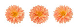Dahlia flower set isolated on a white.