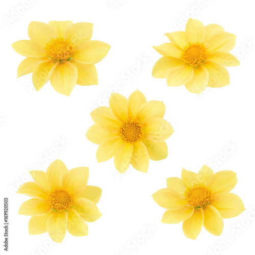 Fototapeta Naklejka Na Ścianę i Meble -  Dahlia flower set isolated on a white.