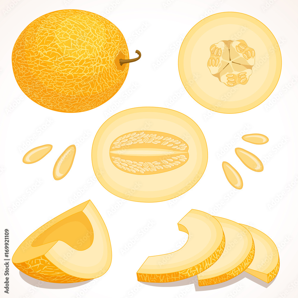 Set of vector melon. Whole, sliced, half of yellow muskmelon isolated on white background. Vector illustration. Cantaloupe.